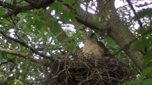 Cooper's Hawk Bird: A Comprehensive Guide