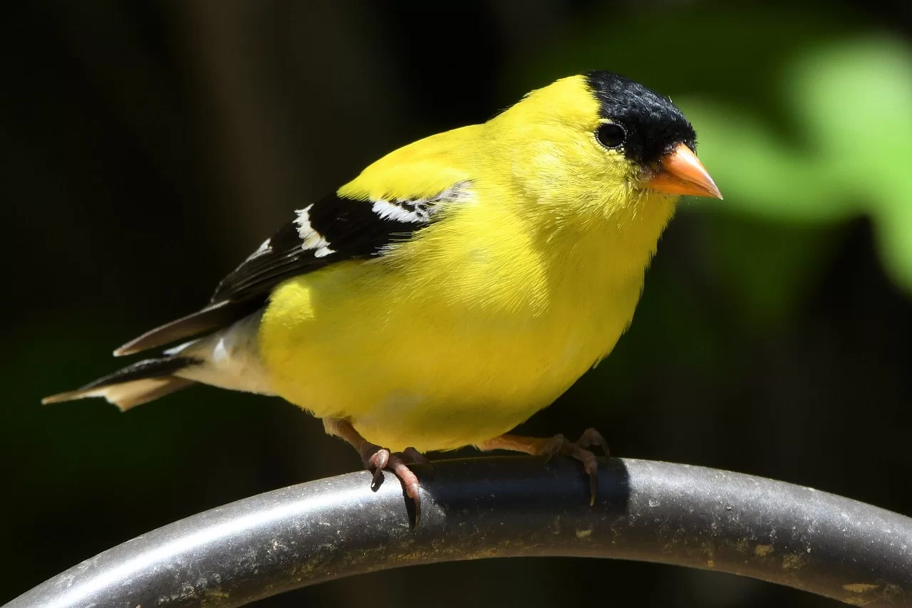 Growing a Goldfinch Habitat Garden: How to Attract Finches ...