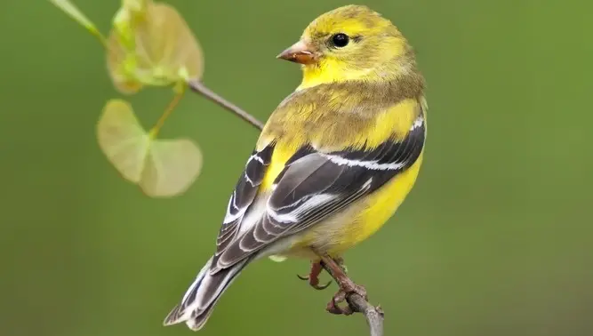 How to Attract Finches in Your Backyard - Backyard Birds