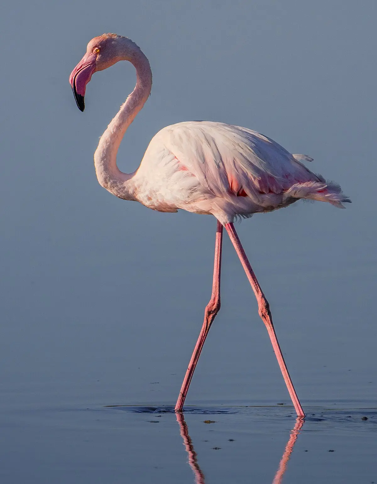 Greater flamingo - Wikipedia