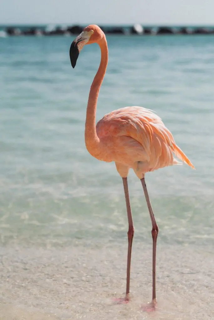 Flamingo - BirdLife International