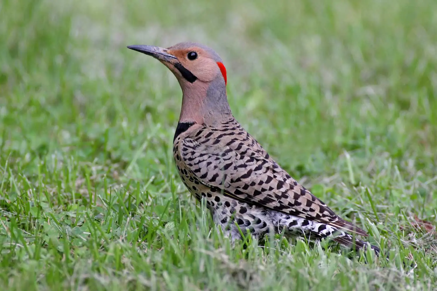 Northern Flicker Birds buck some common woodpecker trends ...