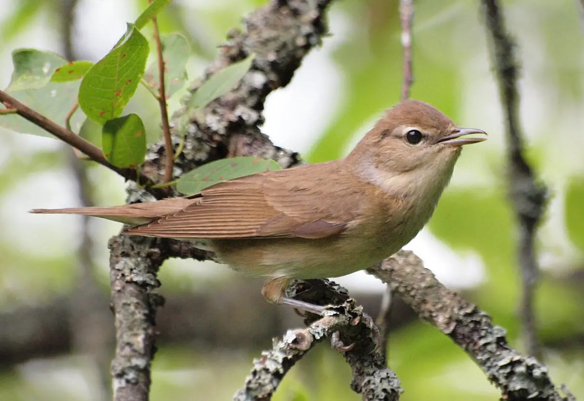 Garden warbler - Wikipedia