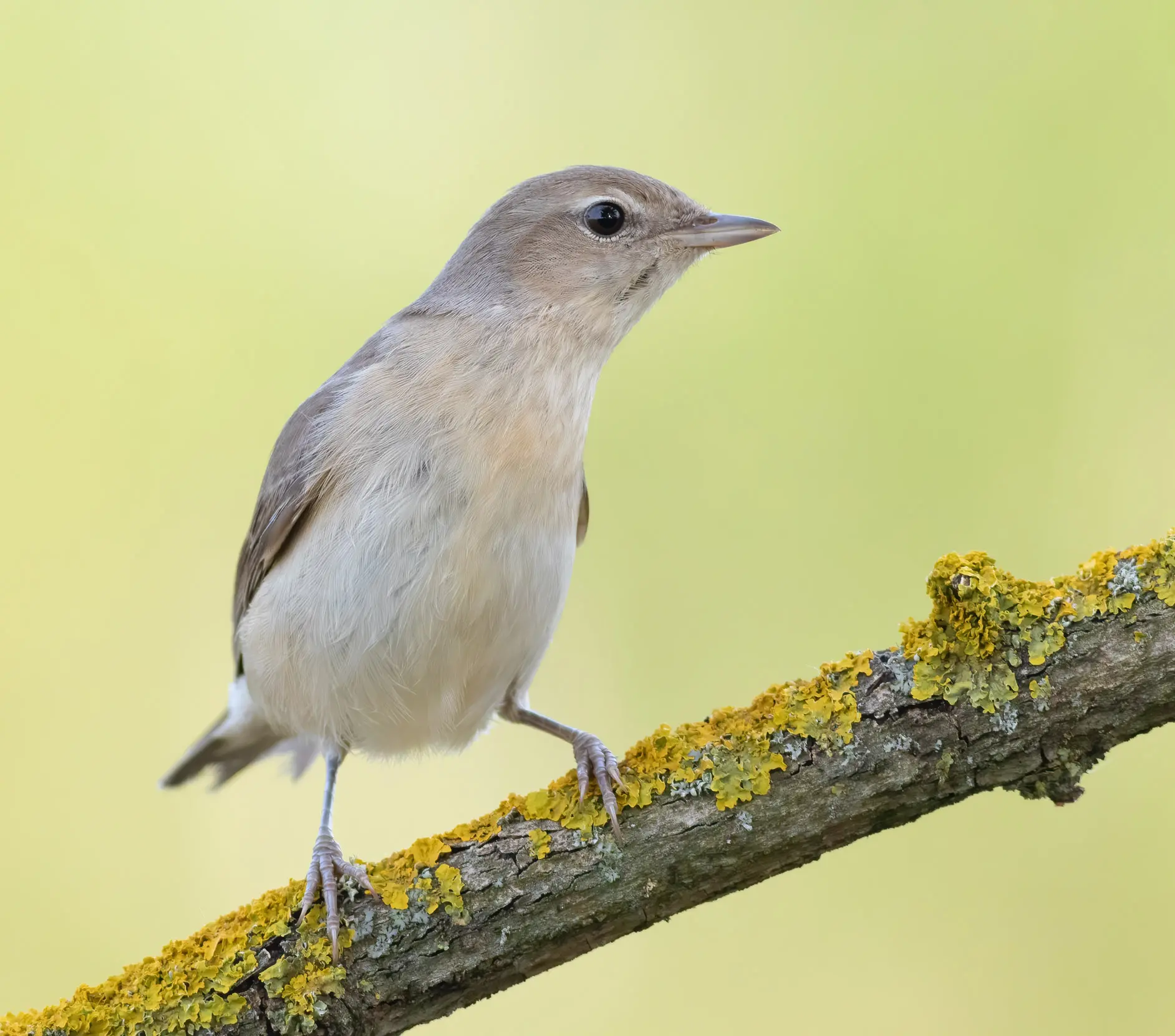 Garden Warbler Bird Facts | Sylvia Borin