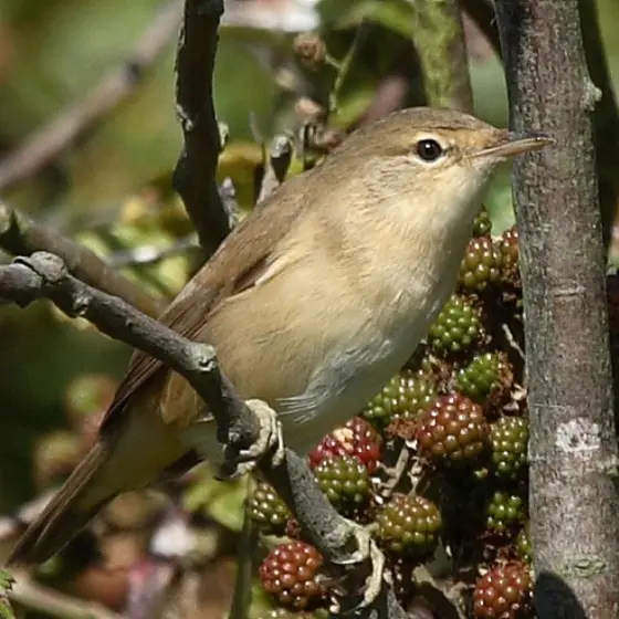 Garden Warbler | BTO - British Trust for Ornithology