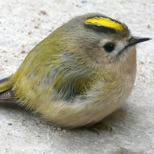 Stream Goldcrest Regulus regulus by Wildlife Sound Recording ...