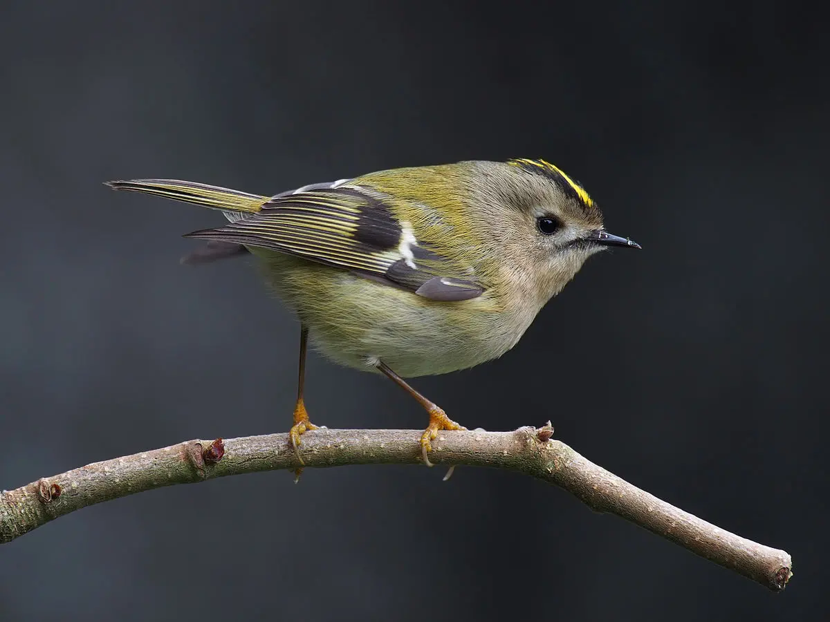 Goldcrest - Wikipedia