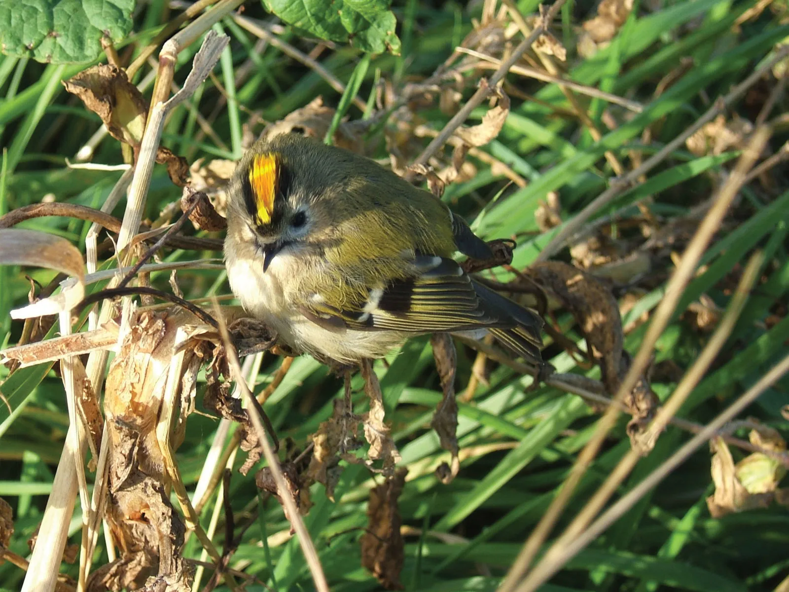 Goldcrest | bird | Britannica