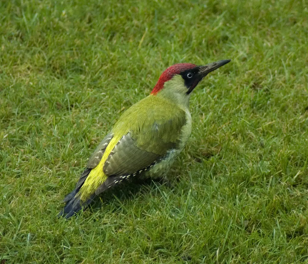 Green Woodpecker (Pyrenees' Biodiversity) · iNaturalist