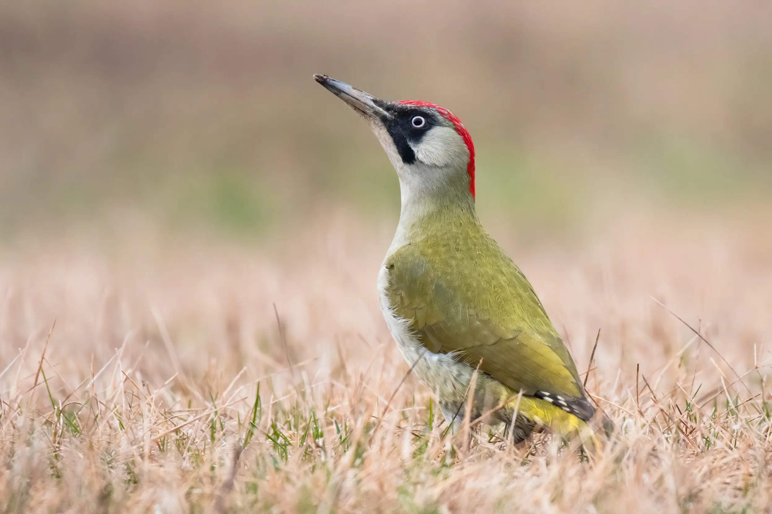 Green Woodpecker Facts | Picus Viridis