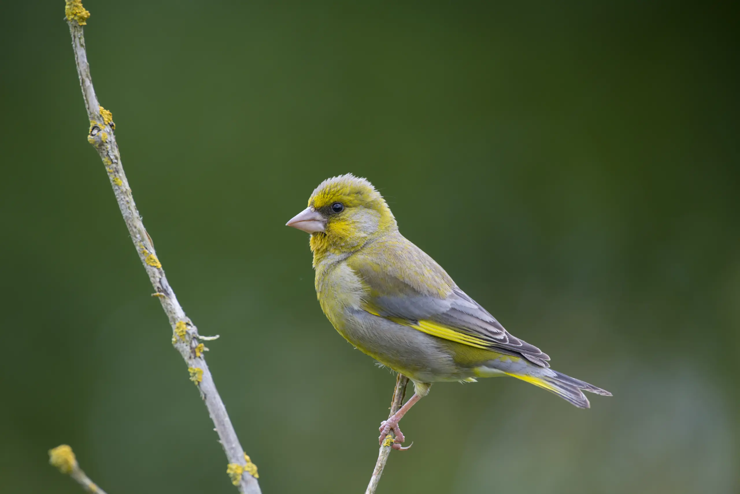 6 amazing greenfinch facts - Discover Wildlife