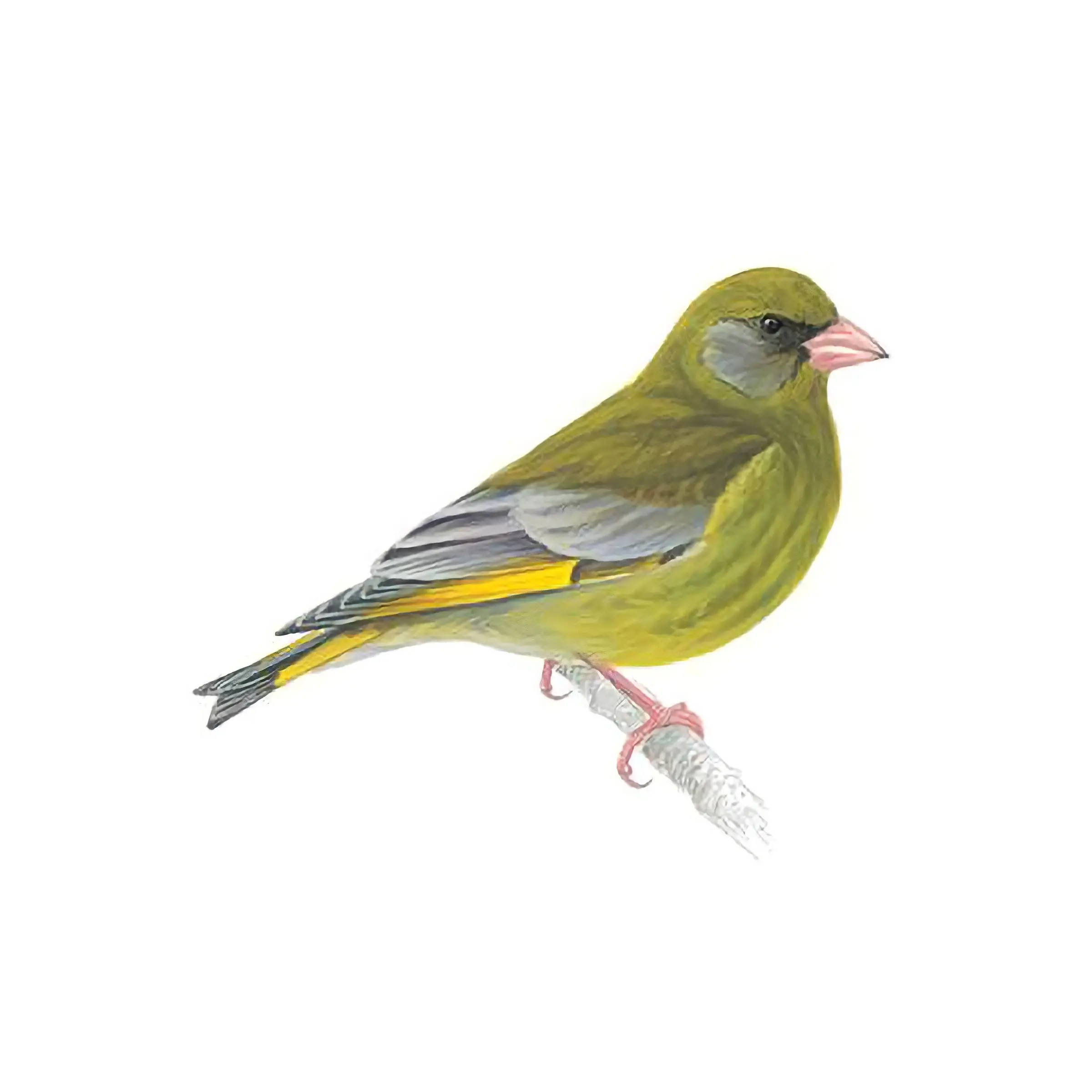 Greenfinch Bird Facts | Carduelis Chloris