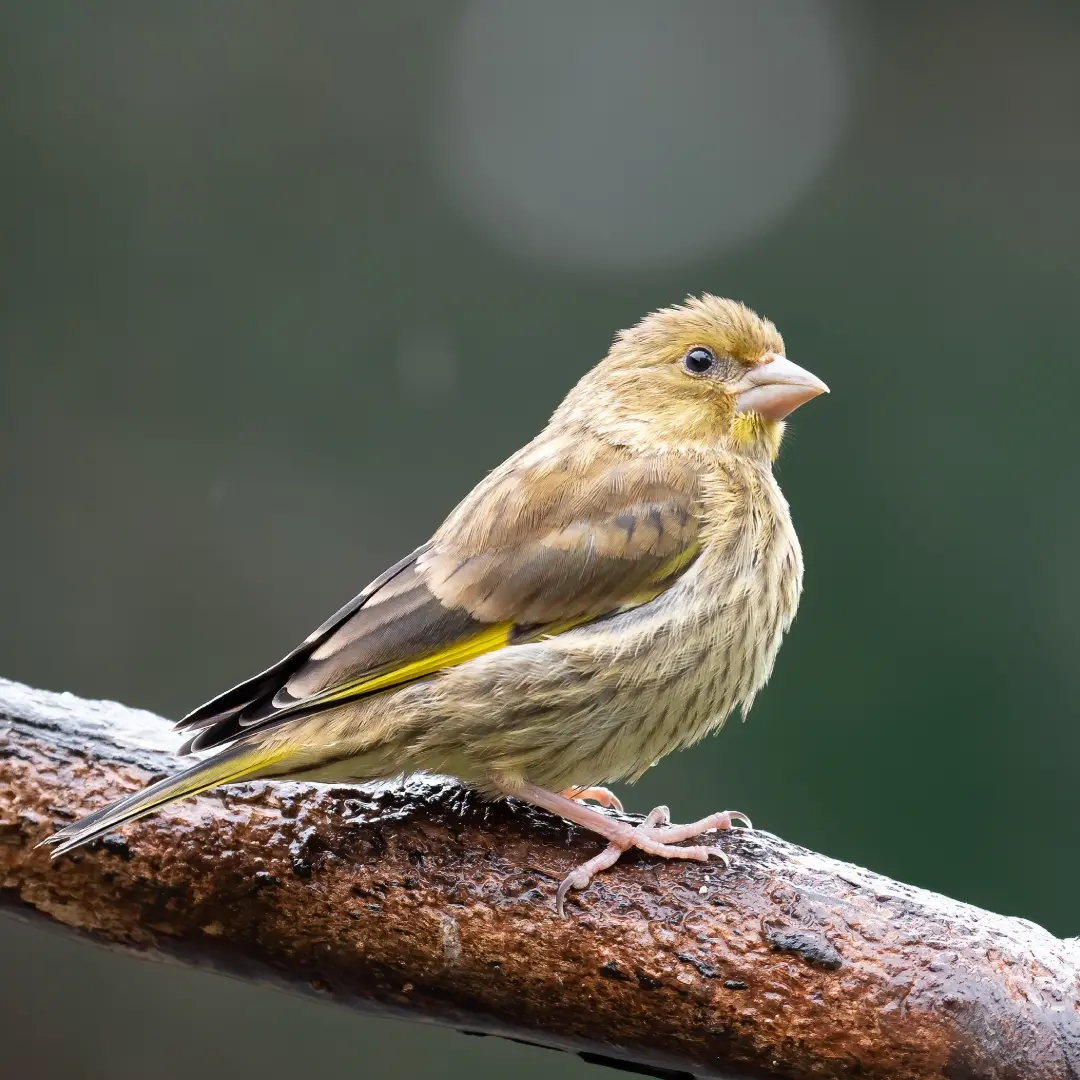 GREENFINCH (Chloris chloris) - songbird factfile