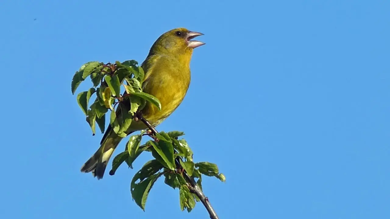 Greenfinch Call - Twittering and Wheezing