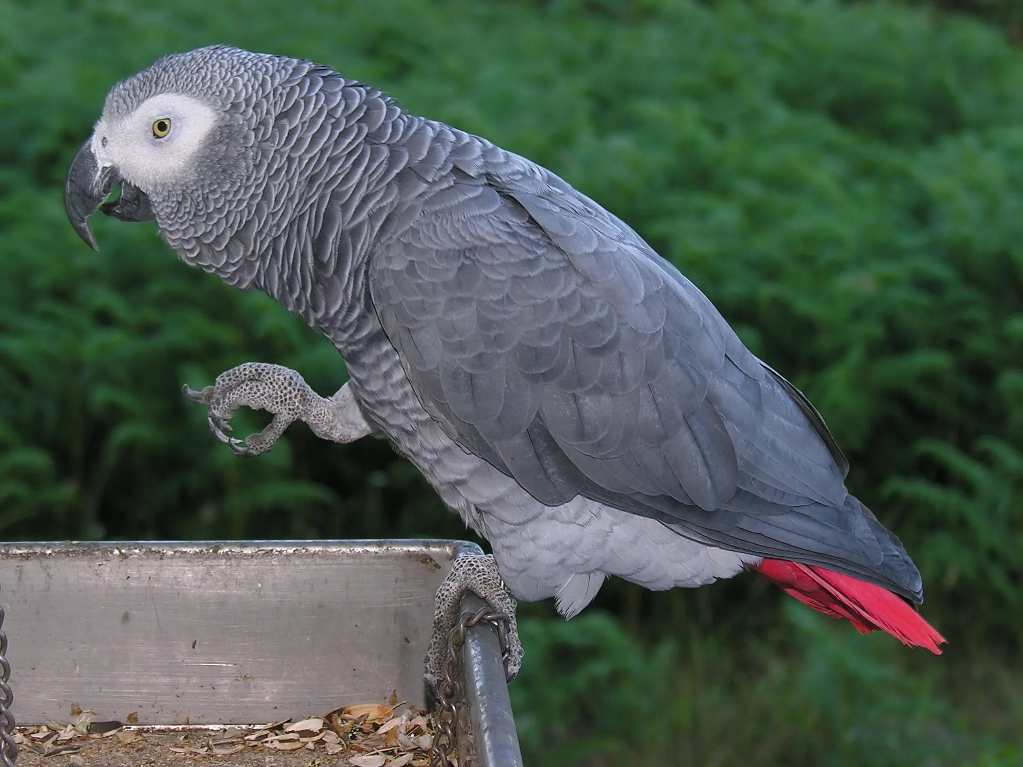 Grey parrot - Wikipedia