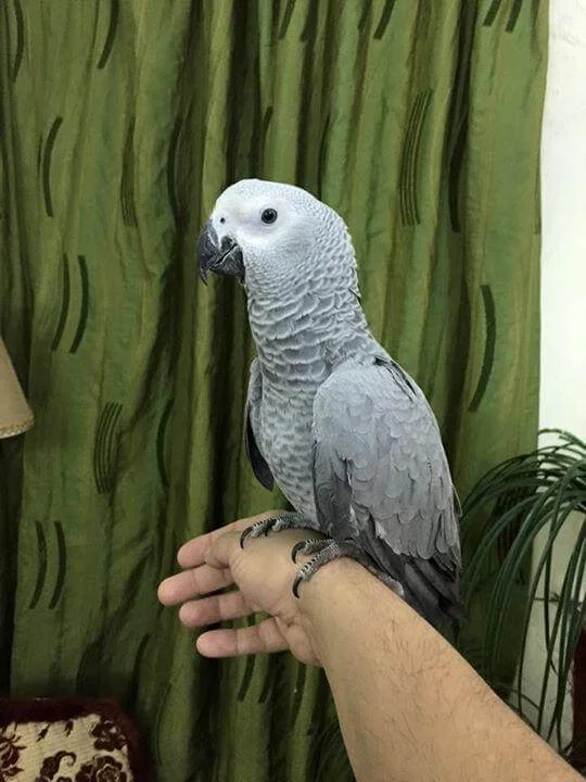 Baby African Grey Timneh Parrot - Macaw Parrots Shop