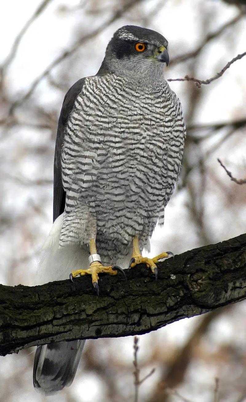 Hawk - Wikipedia