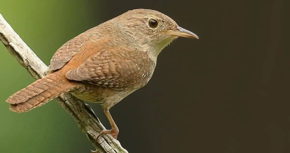 House Wren Identification, All About Birds, Cornell Lab of ...