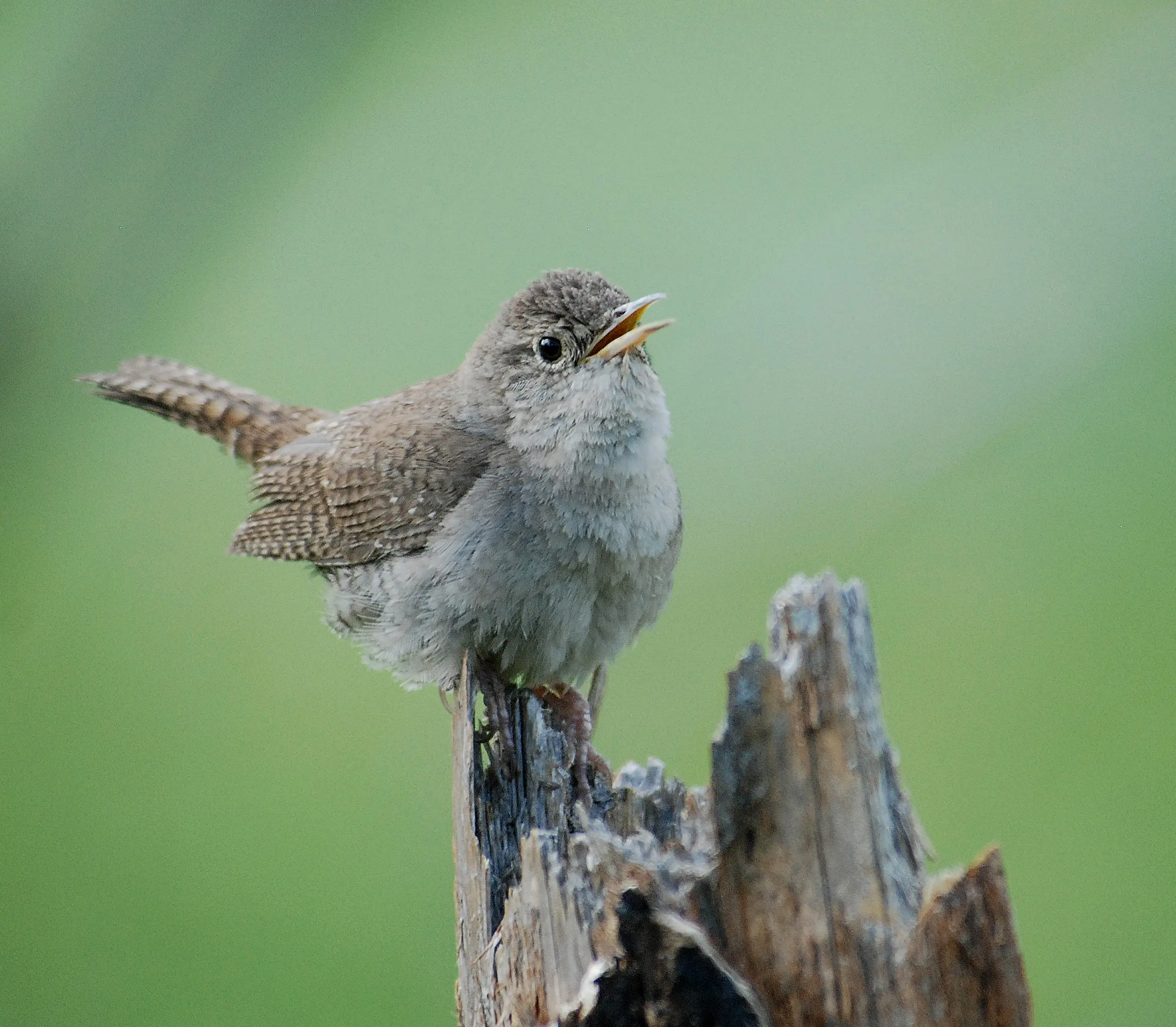 House wren - Wikipedia