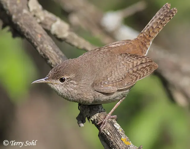 House Wren - South Dakota Birds and Birding