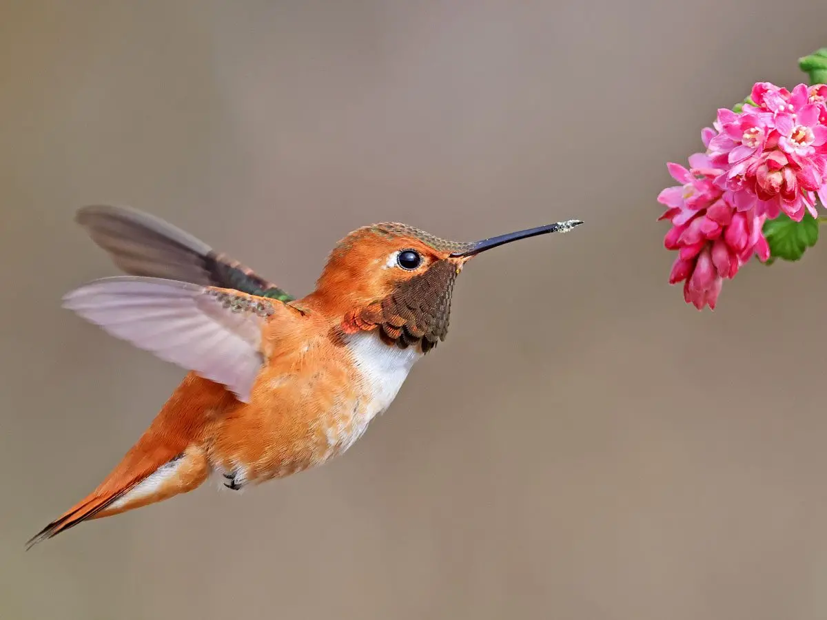 9 Hummingbird Species to Look Out for This Summer | All ...