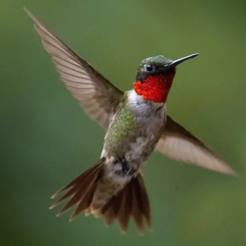 Enjoy Hummingbirds While You Can | Metroparks Toledo