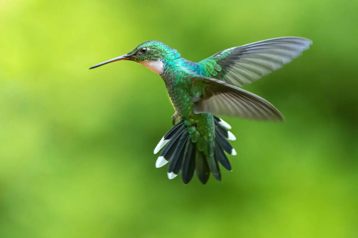 Hummingbirds Are Back in Cape Cod - Agway of Cape Cod