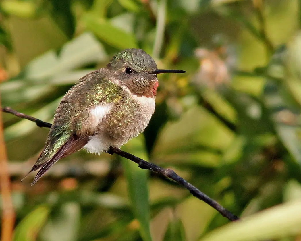 Ruby-throated hummingbird - Florida Wildflower Foundation