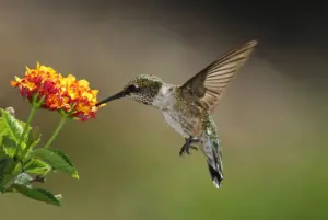 Feeding