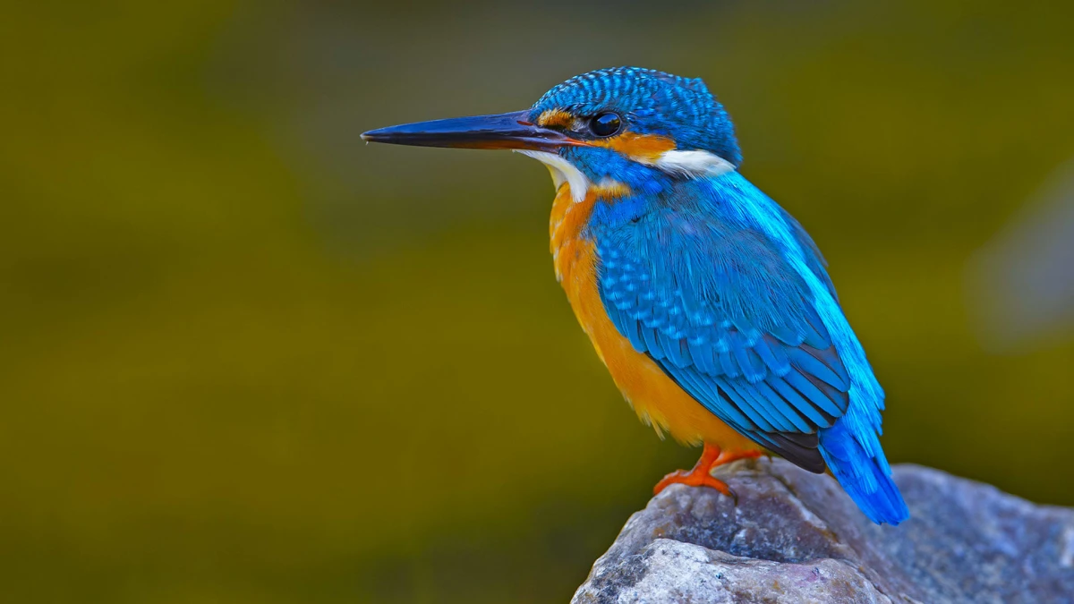 Common Kingfisher: The Bolt of Blue | Roundglass Sustain