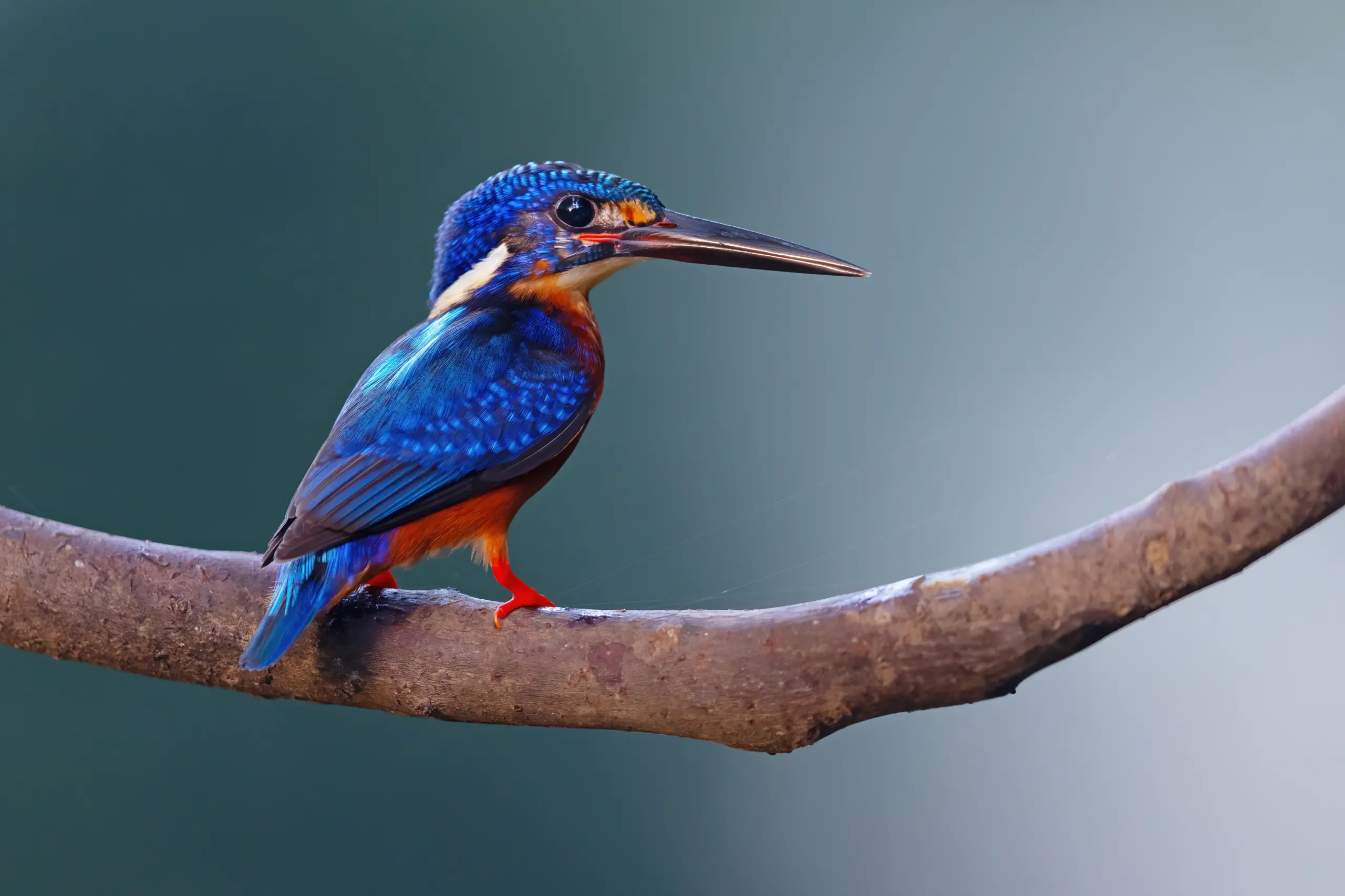 Blue-eared kingfisher - Wikipedia