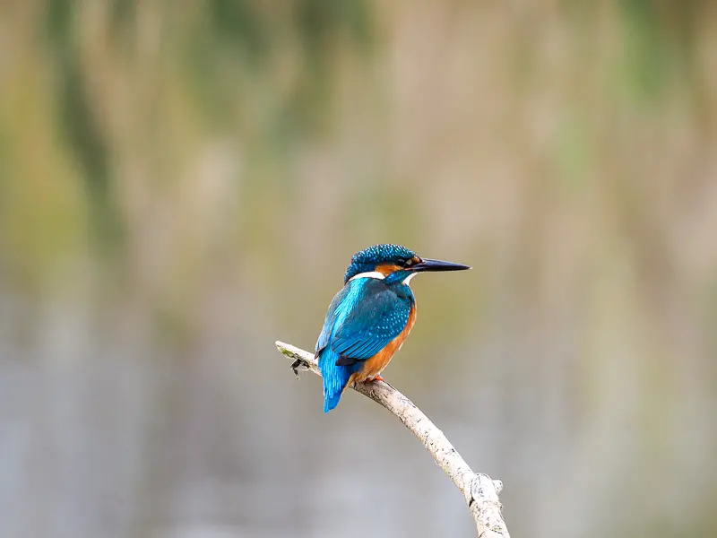 HOW TO SEE KINGFISHERS