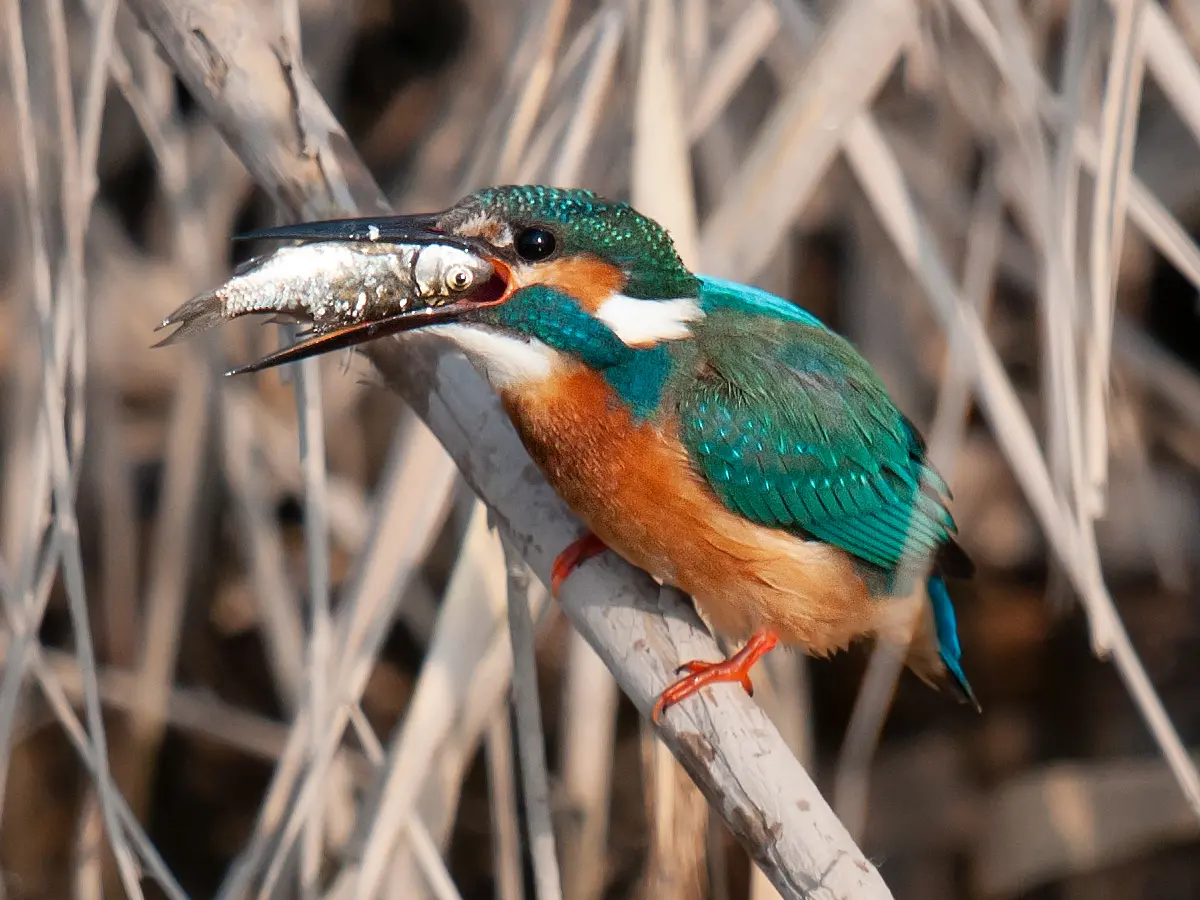 Common Kingfisher in China - Shanghai Birding 上海观鸟