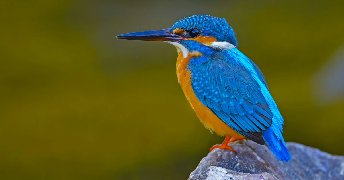 Common Kingfisher: The Bolt of Blue | Roundglass Sustain