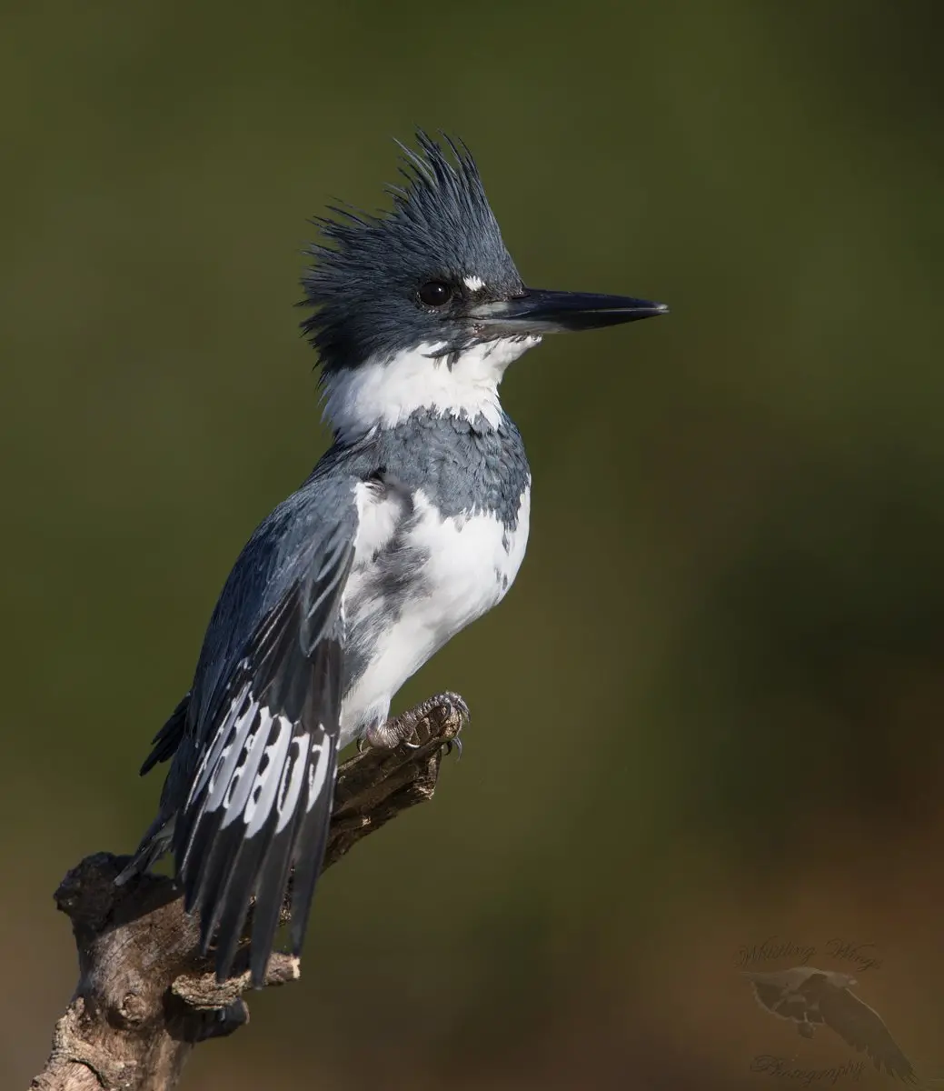 A Morning with a Kingfisher - Whistling Wings Photography