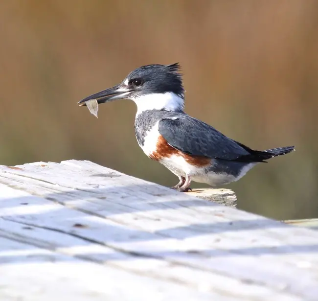 Chasing the Elusive Belted Kingfisher ~ patience is a virtue ...