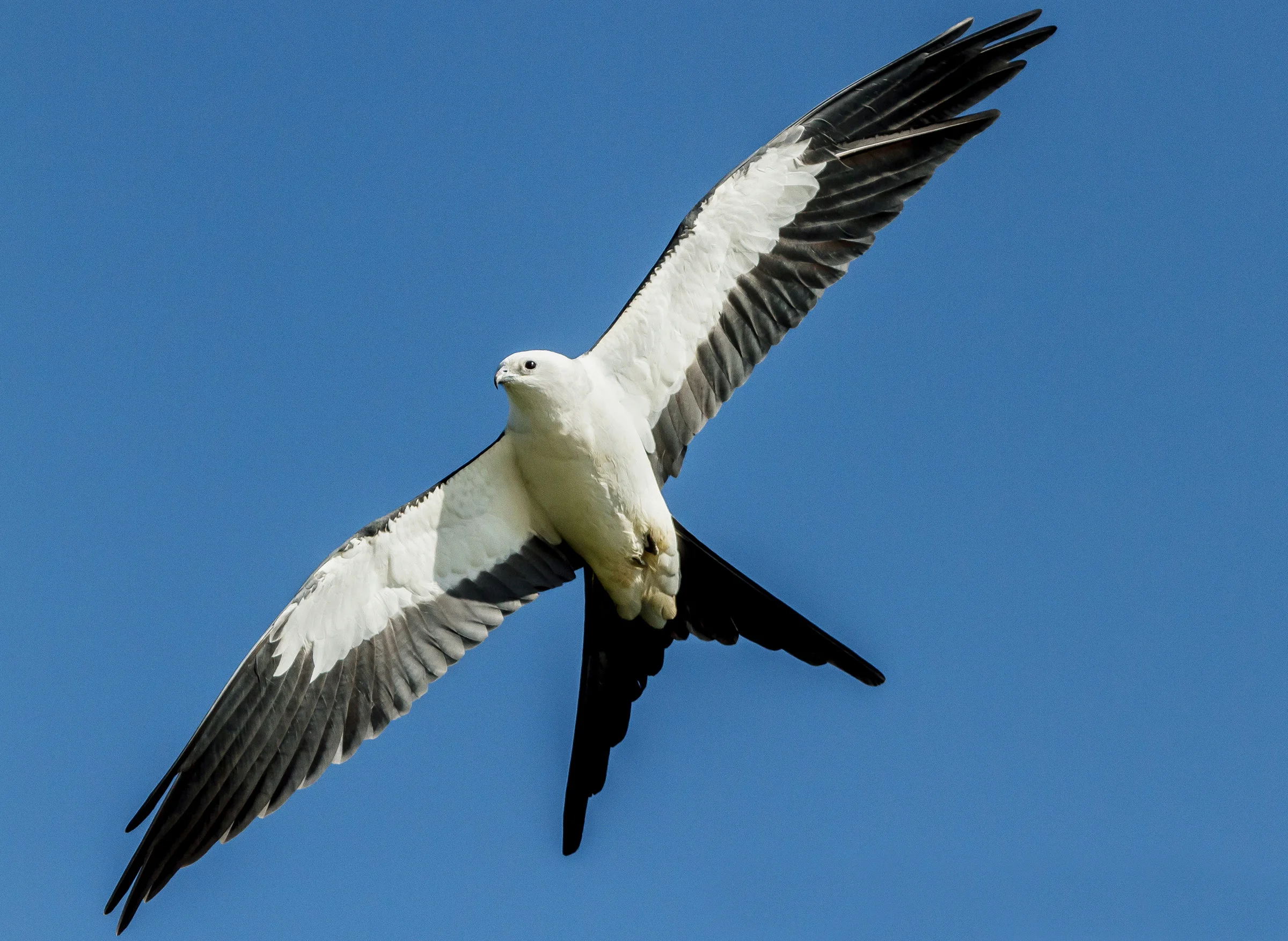 Swallow-tailed Kite | Audubon Field Guide