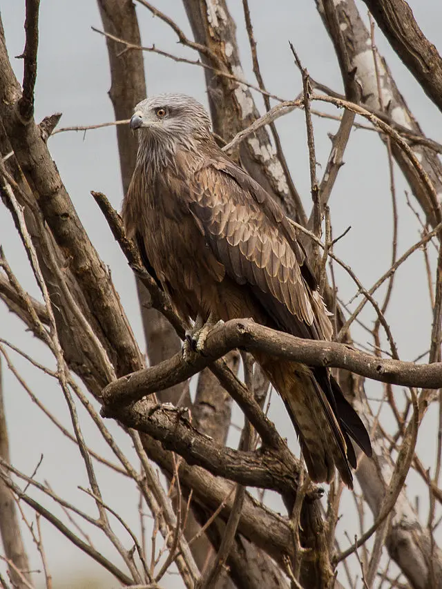 Kite (bird) - Wikipedia