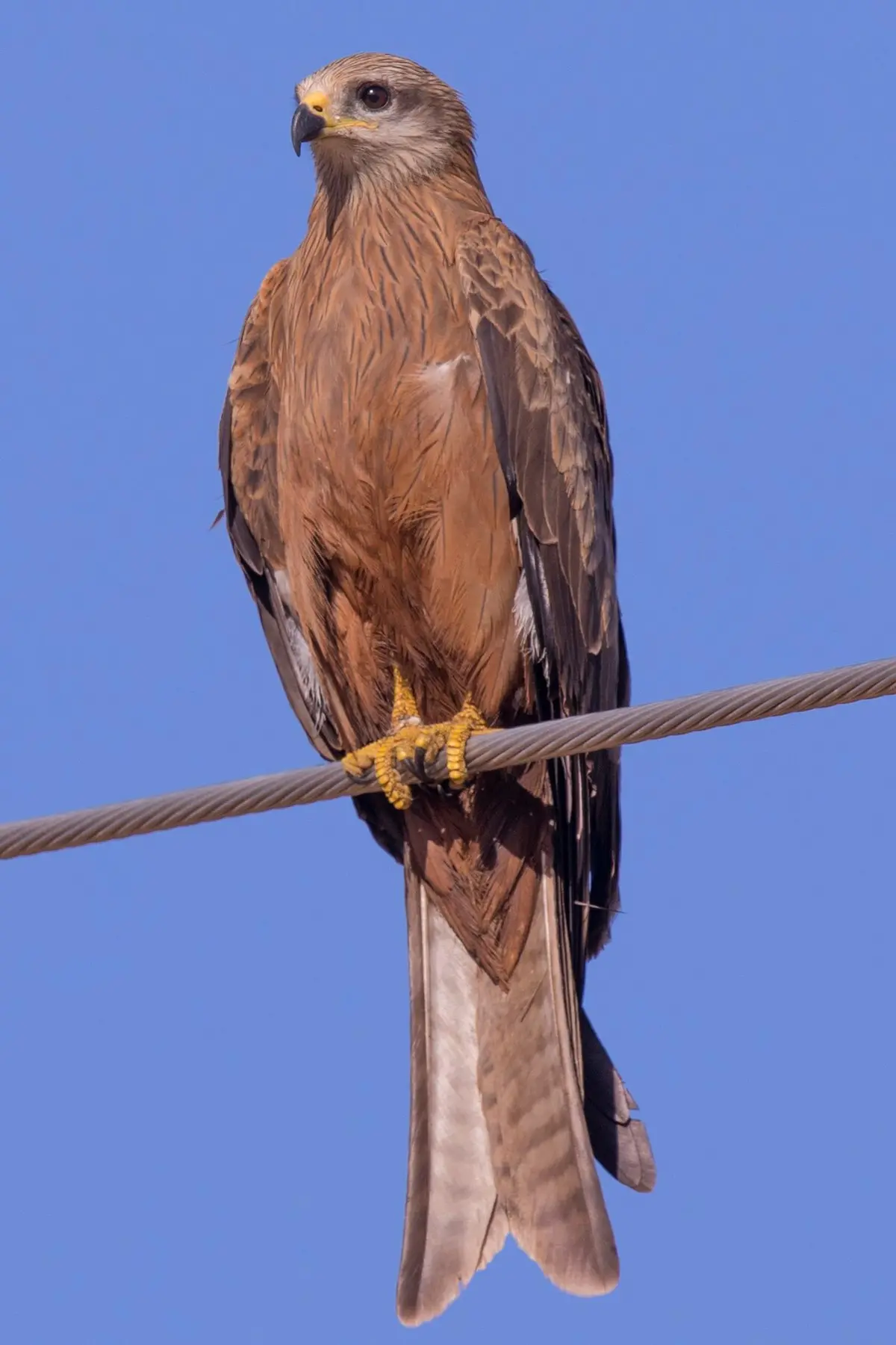 Black kite - Wikipedia