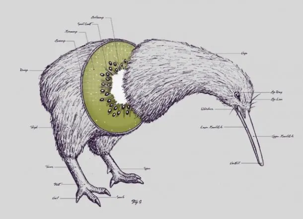 Featured Creature: Kiwi | Blog | Nature | PBS