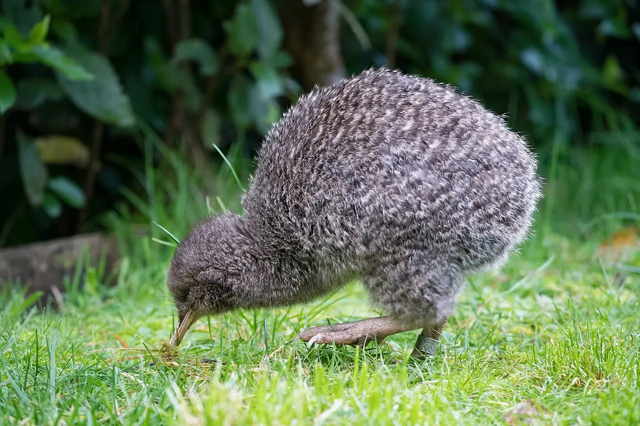 All About the Kiwi Bird » Facts - Bird Buddy Blog