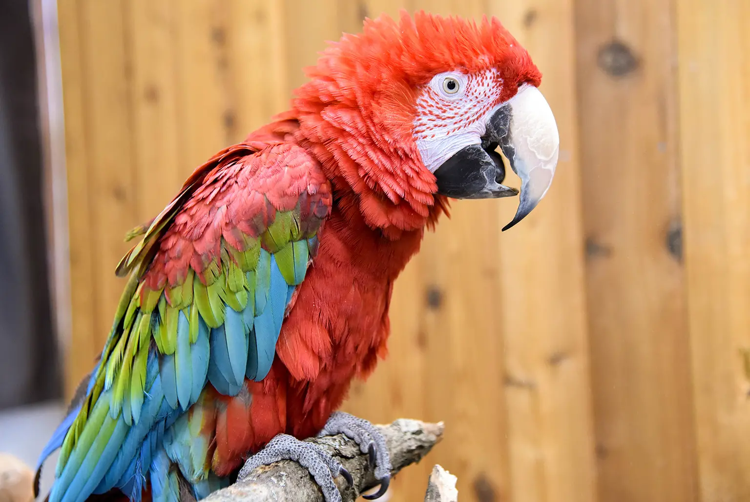 Green-winged Macaw | The Maryland Zoo