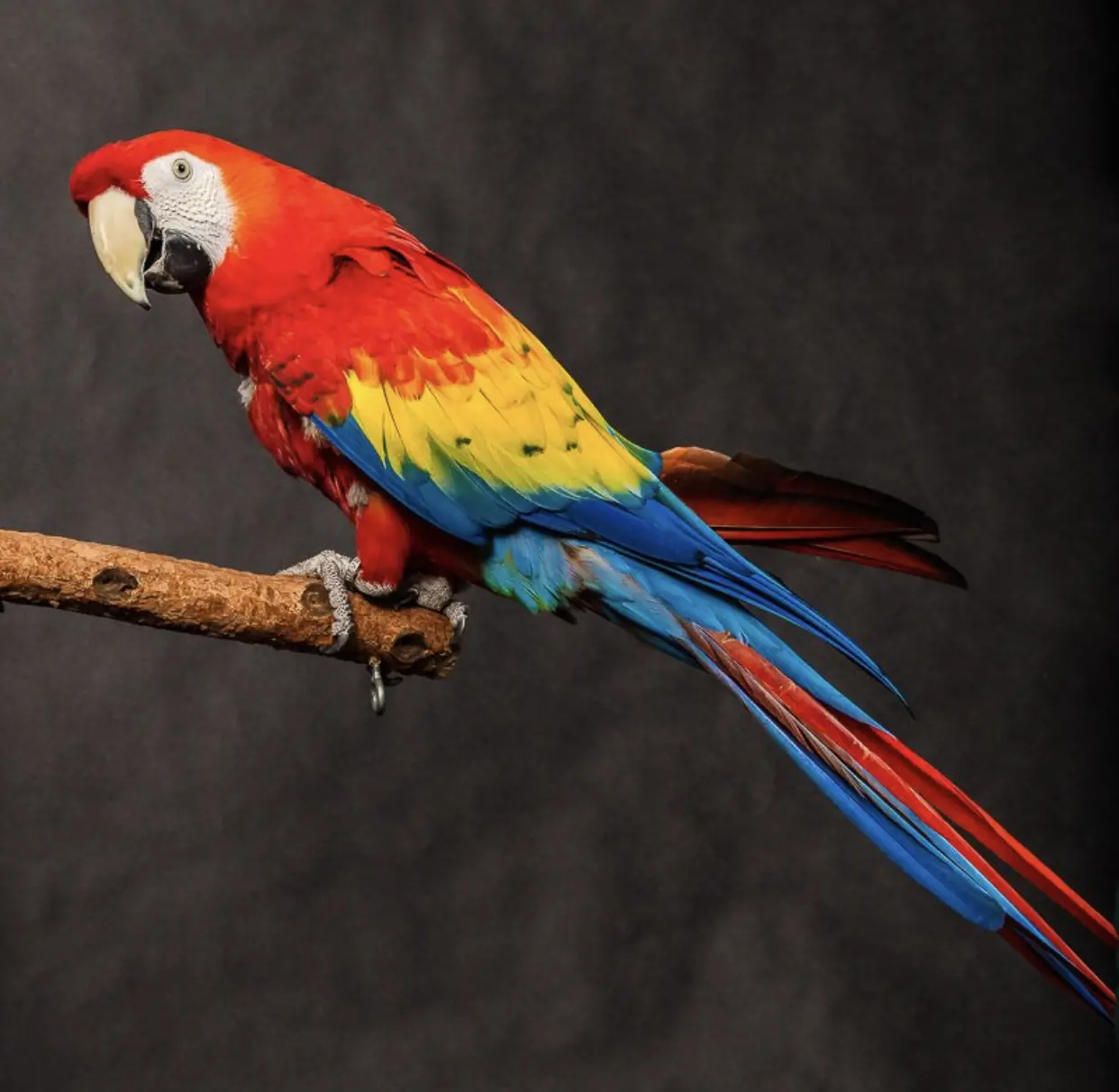 Scarlet Macaw – Ambassador Animal Resource and Information ...