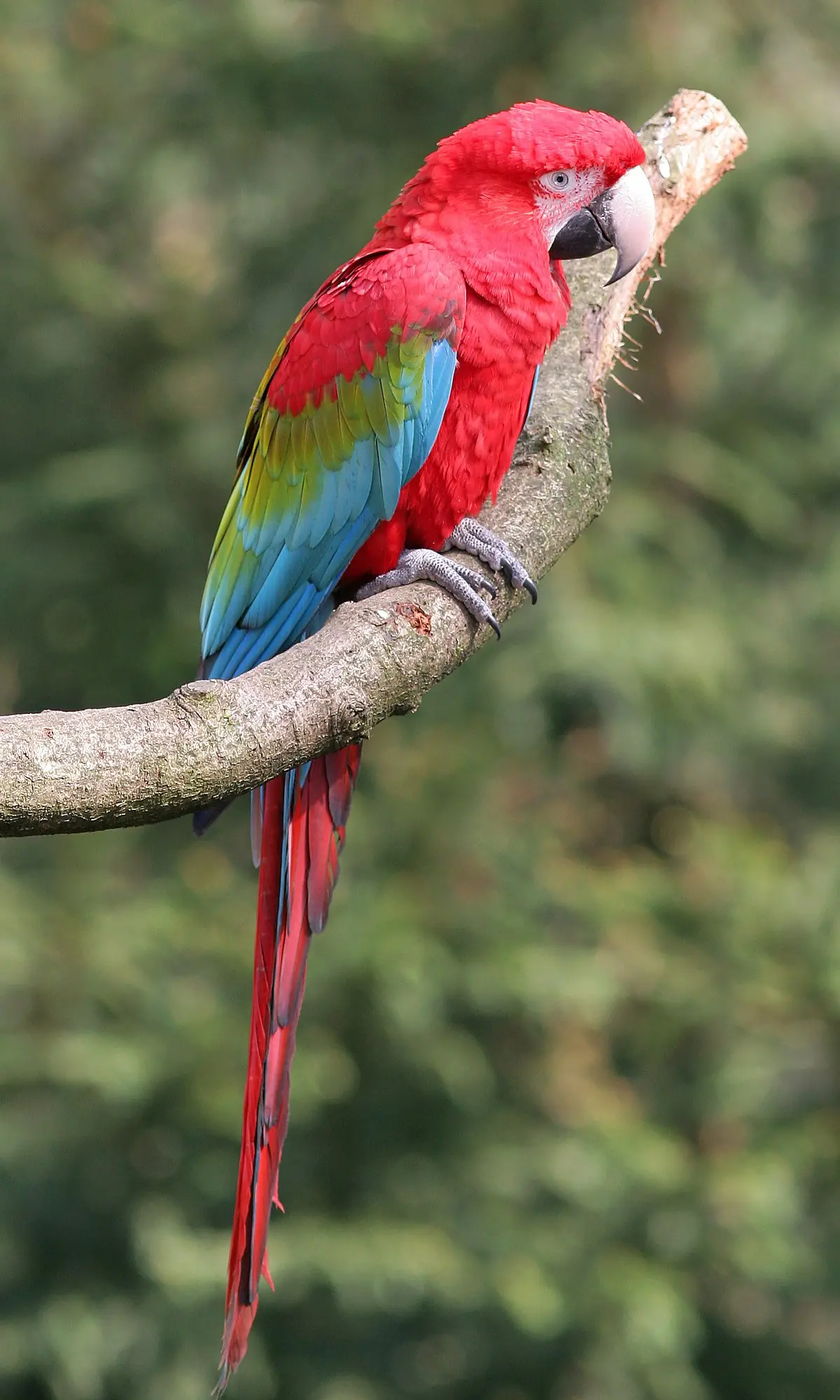 Red-and-green macaw - Wikipedia