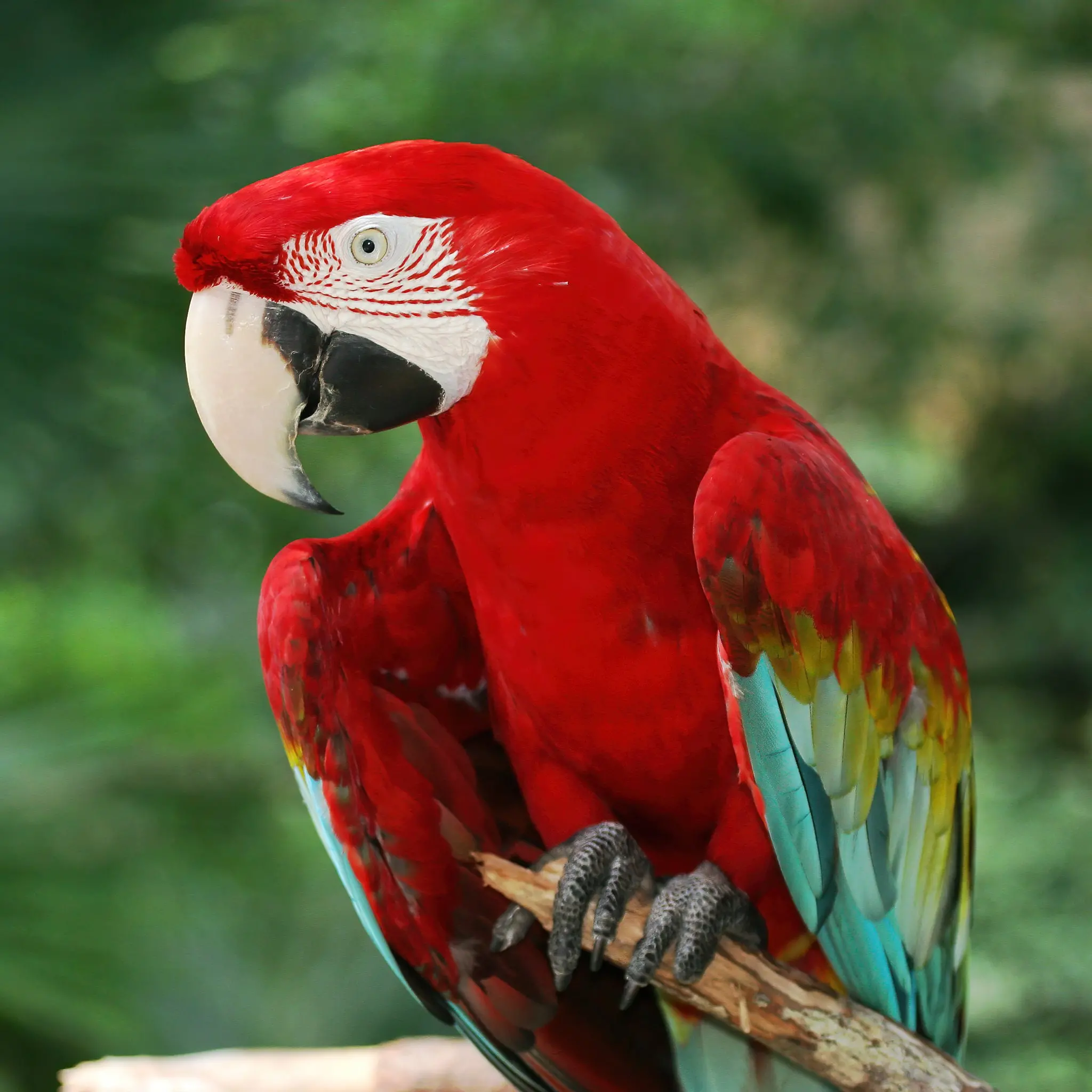 Red-and-green Macaw Photo Print, Colorful Bird Wall Art, Red ...