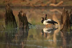 Magpie Goose: Physical Traits, Habitat, Behavior and Conservation