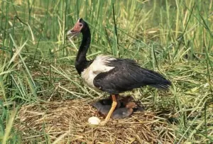 Magpie Goose On floating nest, Mary River flood plains