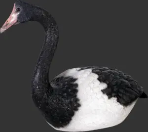 Magpie Goose: Physical Traits, Habitat, Behavior and Conservation