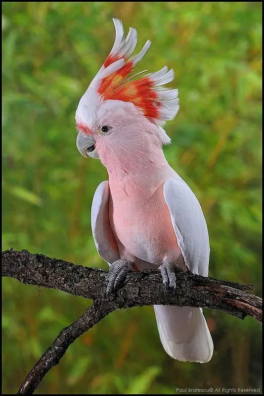 Major Mitchell Cockatoo