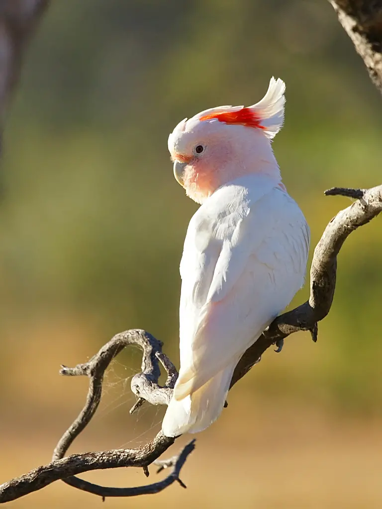 Major Mitchell's Cockatoo (Charles Darwin Reserve Birds ...